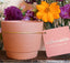 Citronella Candle