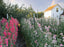 Sweet Pea School